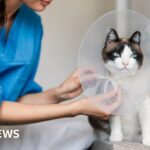 Royal Mail fined £21m by Ofcom for missing delivery targets