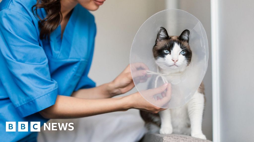 e3231dd0 a843 11f0 92db 77261a15b9d2 Vets should publish prices, competition watchdog says