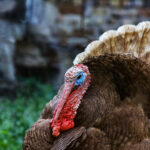 Gyms, pubs and parkour – businesses share hopes