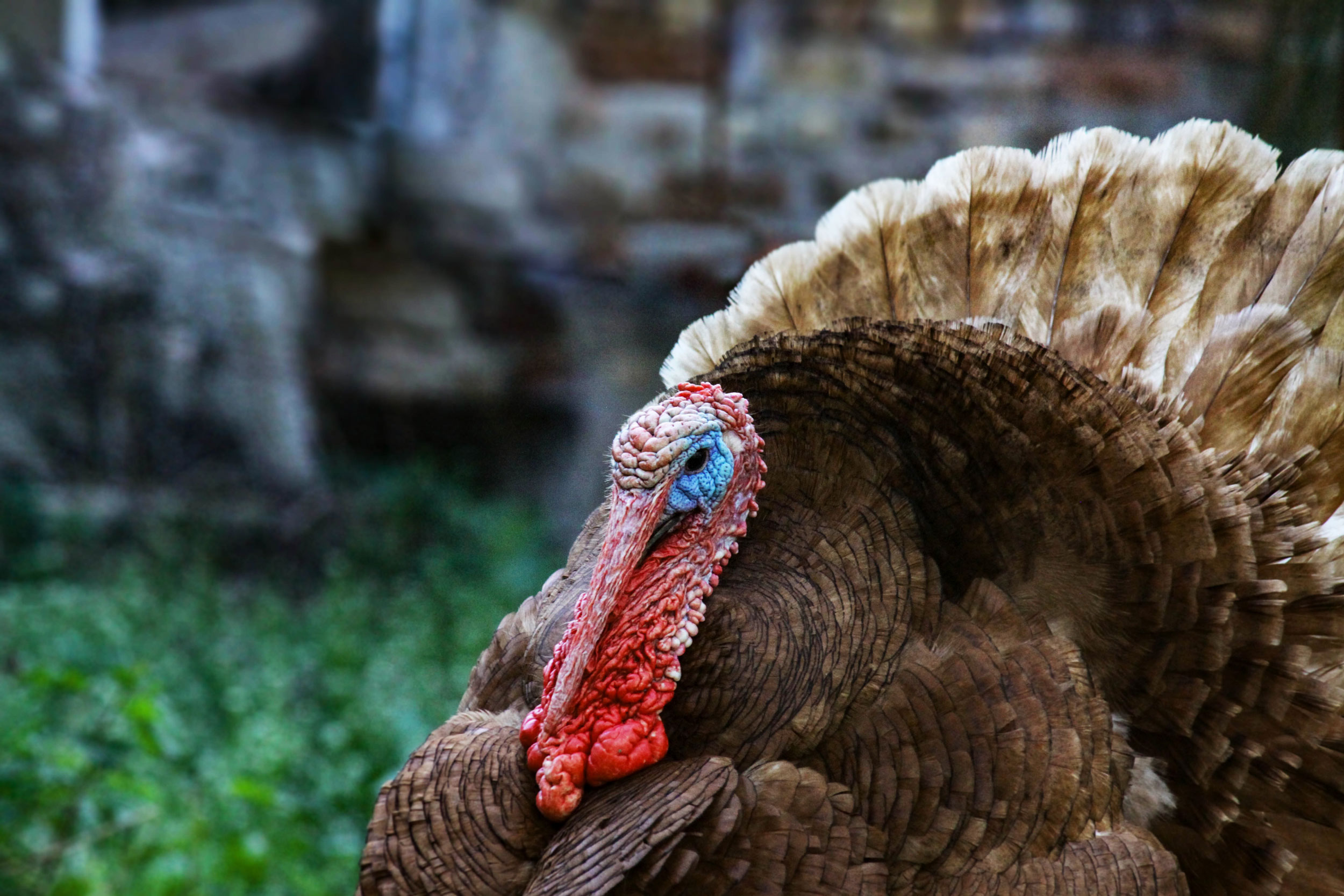 RNS Turkey 20251124 'Turkey' means 'thanksgiving' in Hebrew. That's just the start of Jewish links to the holiday.