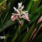 Viral warnings of planned ICE raids on churches have pastors worried 