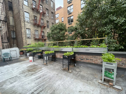 On Dorothy Day’s birthday, the life and work of the last living Catholic Worker who knew her webRNS NYC Catholic Worker08 On Dorothy Day’s birthday, the life and work of the last living Catholic Worker who knew her