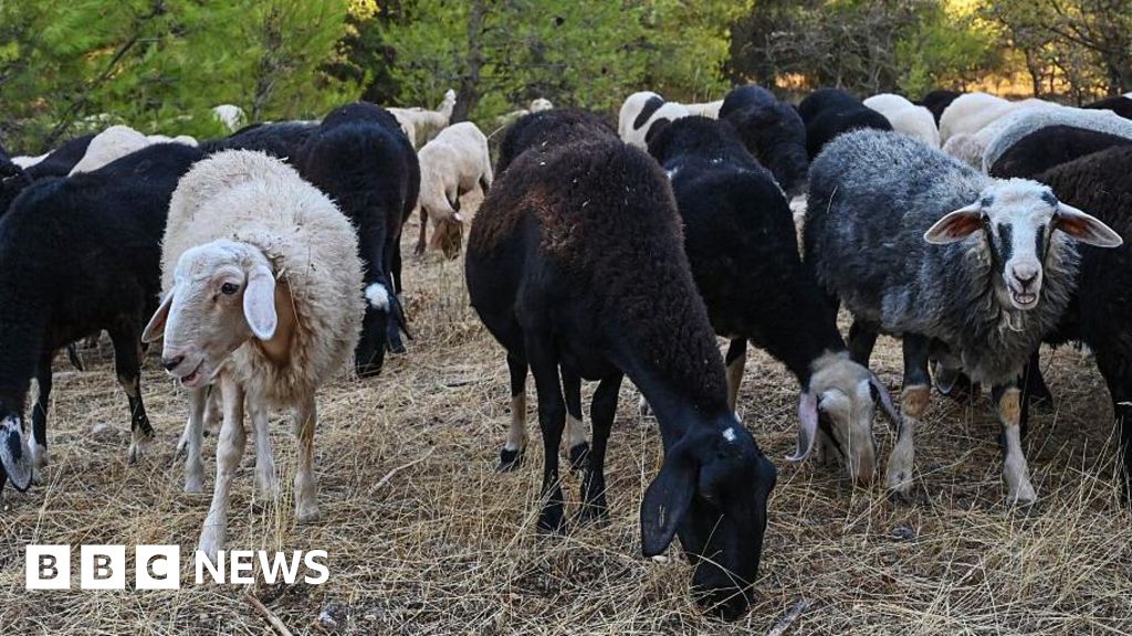616b0840 cad3 11f0 8a1e 8f6cb8f8b753 Greek sheep and goat cull raises fears of feta cheese shortage