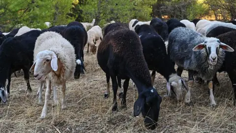 AFP via Getty Images Greek sheep in a field